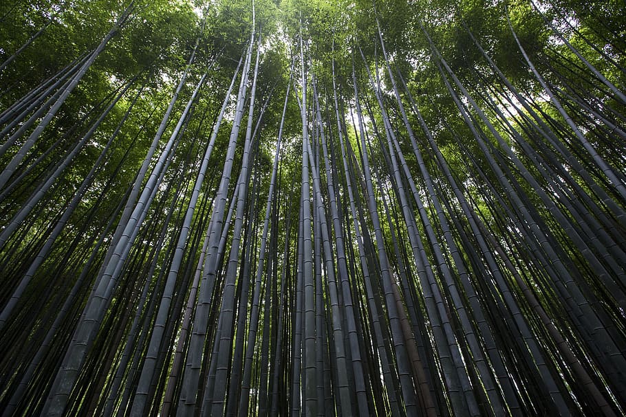 nature, landscape, woods, forest, trees, leaves, green, travel HD wallpaper