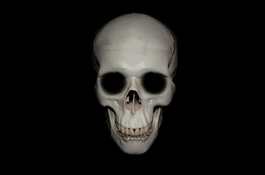 gray skull decor, anatomy, background, body, bone, brain, cranium HD wallpaper