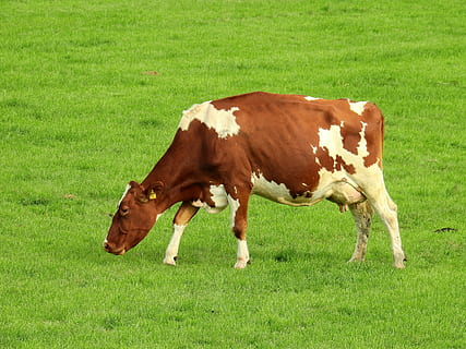 brown and white cattle eating grass, meadow, landscape, summer HD wallpaper