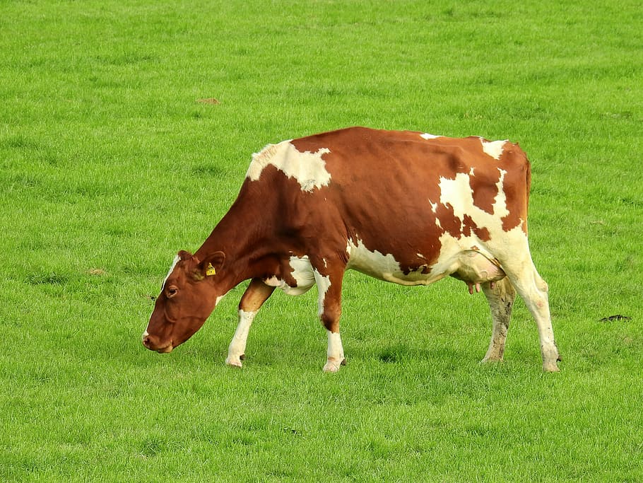 brown and white cattle eating grass, meadow, landscape, summer HD wallpaper