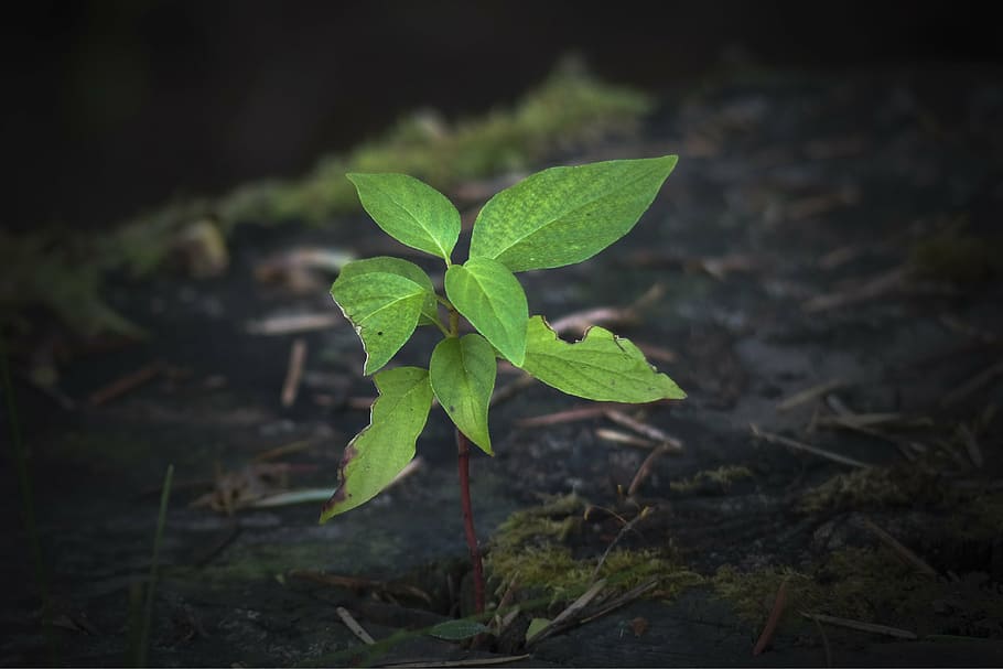 tree, stump, plant, leaves, dark, vignette, macro, close-up HD wallpaper