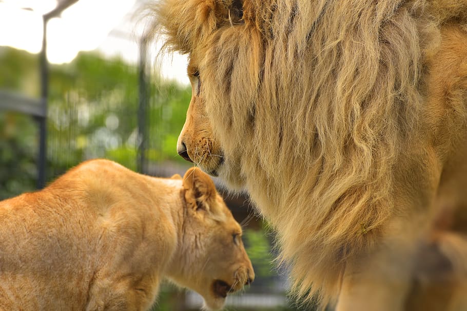 Lion, Mane, Cat, Predator, Males, Head, wildcat, chef, king HD wallpaper