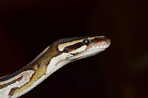 closeup photography of brown and beige snake, Ball Python, Python Regius HD wallpaper