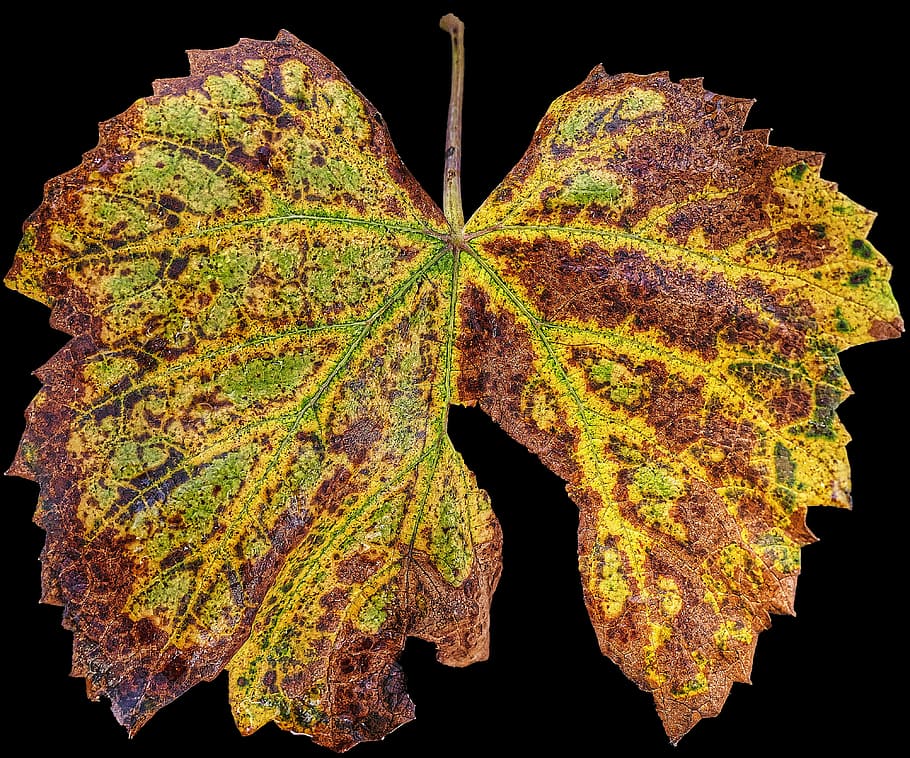 leaf, autumn, vine, fall color, leaf coloring, sunlight, illuminated, HD wallpaper