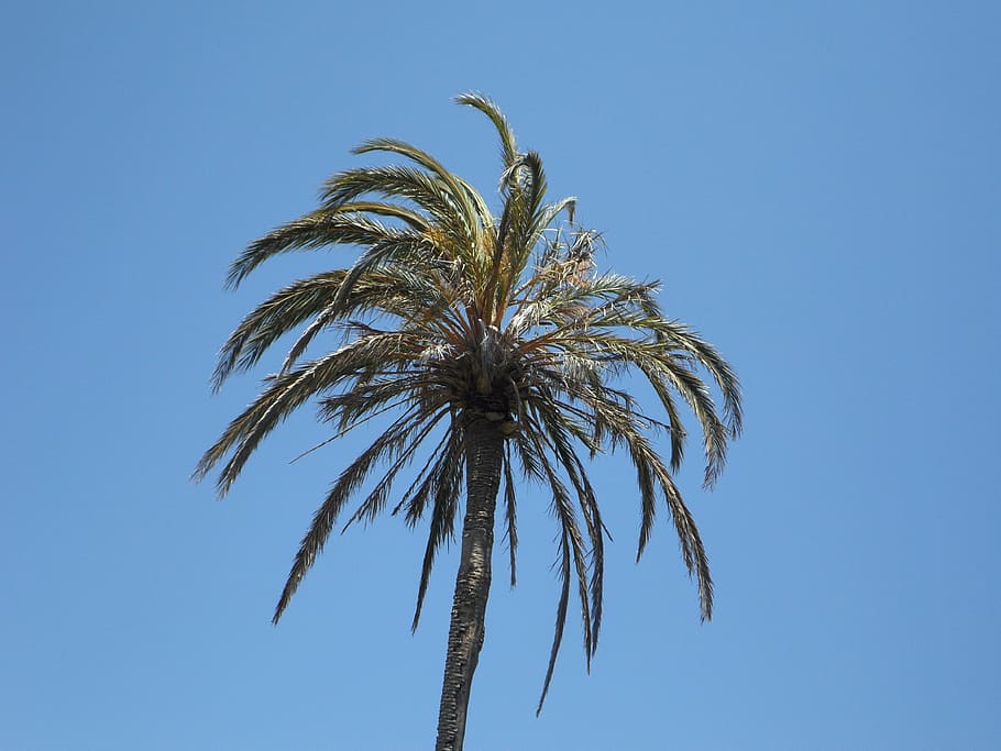 palm, sky, high, tropical, tropics, mediterranean, plant, south HD wallpaper