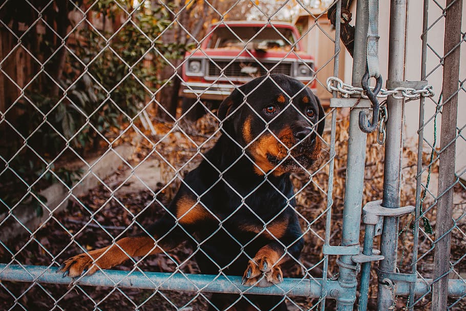 Dog, adult mahogany Rottweiler behind gate, fence, animal, pet, HD wallpaper