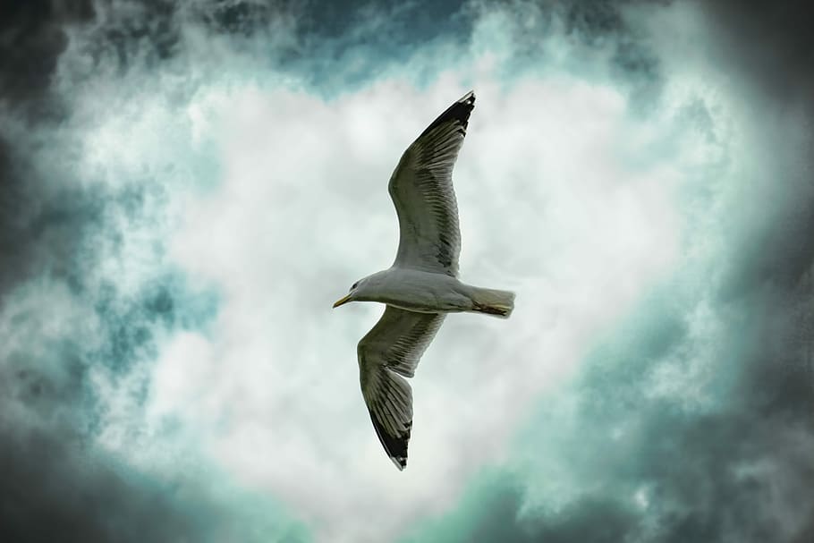 white bird flying under cloudy sky, nature, seagull, dramatic HD wallpaper