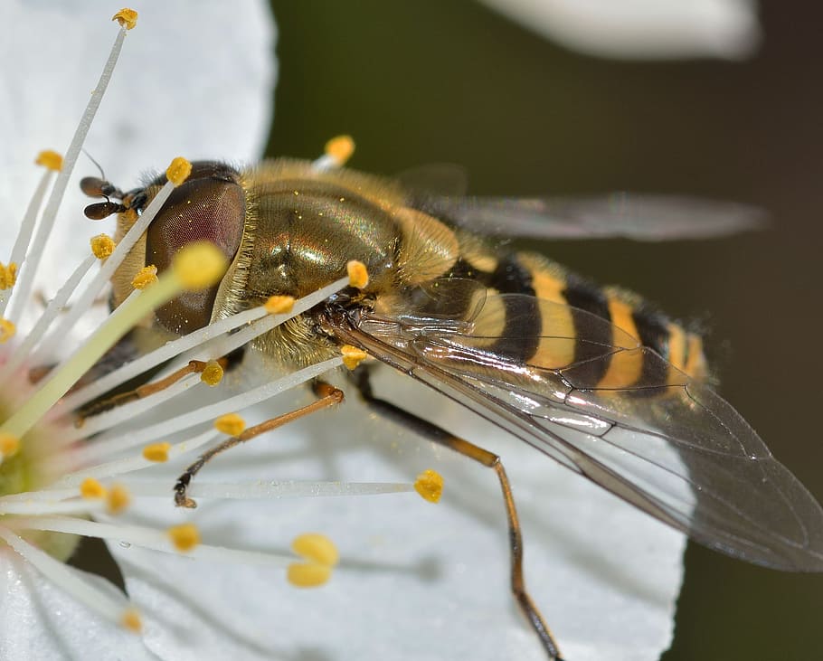 insects, brine fly, syrphus, invertebrate, animal wildlife HD wallpaper