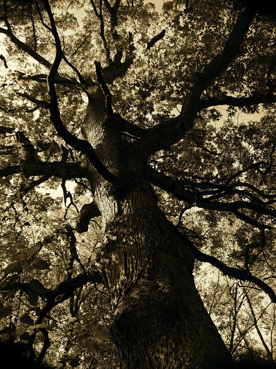 fall, crooked, tree, nature, forest, season, old, autumn, natural HD wallpaper