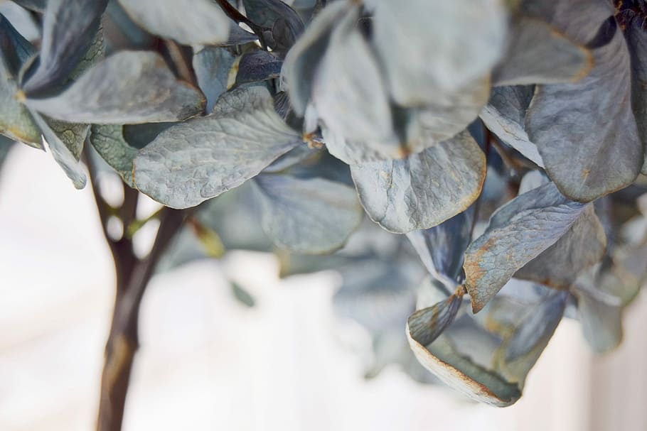green leafed tree, branch, closeup, blur, flower, blue, hydrangea HD wallpaper