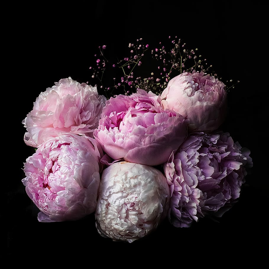 Peonies, crocus flowers, pink, bloom, petal, bouquet, studio shot HD wallpaper