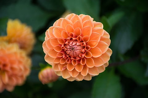 peach-colored dahlia flower in close-up photography, bloom HD wallpaper