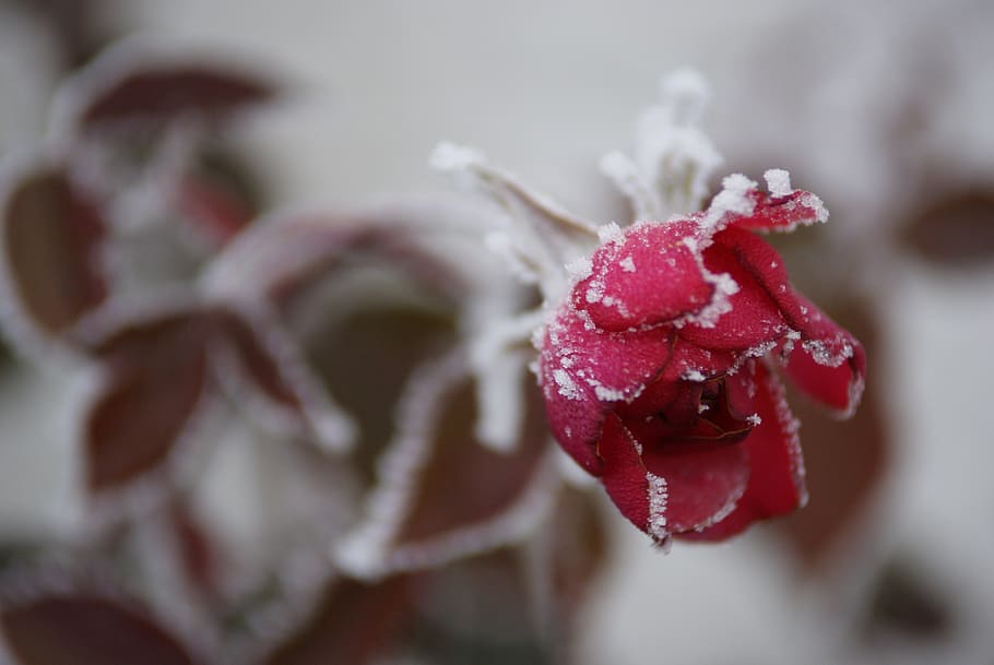 frost, red rose, flower, close-up, fruit, snow, freshness, winter HD wallpaper