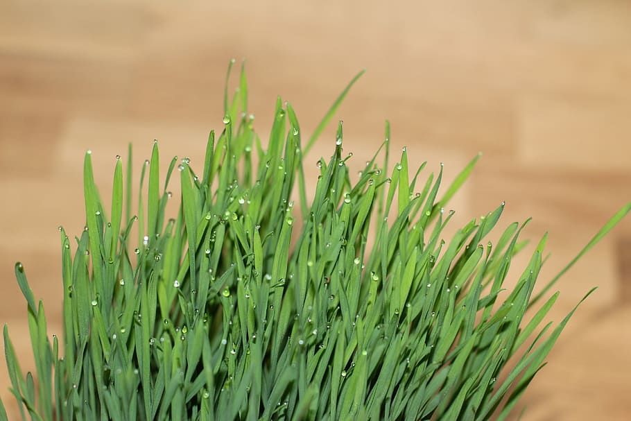 cat grass, wheatgrass, drop of water, nature, plant, green Color, HD wallpaper