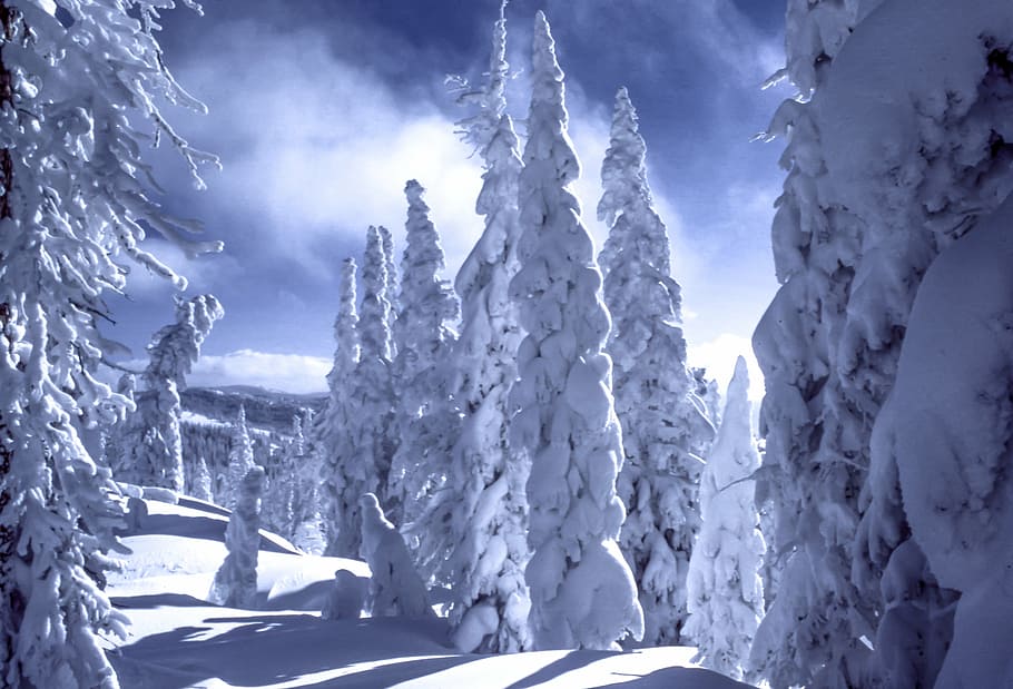 snow covered pine trees, mountain, winter, cold, weather, plant HD wallpaper