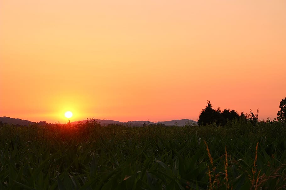 Fields, Sunset, Twilight, Colors, sky, landscape, grass, corn HD wallpaper