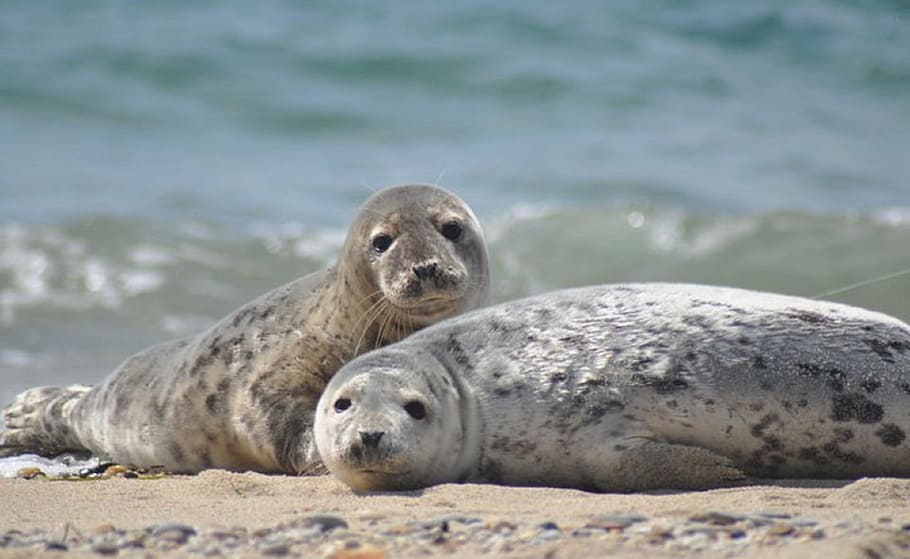 macro shot photo of sea lions beside body of water during daytime HD wallpaper