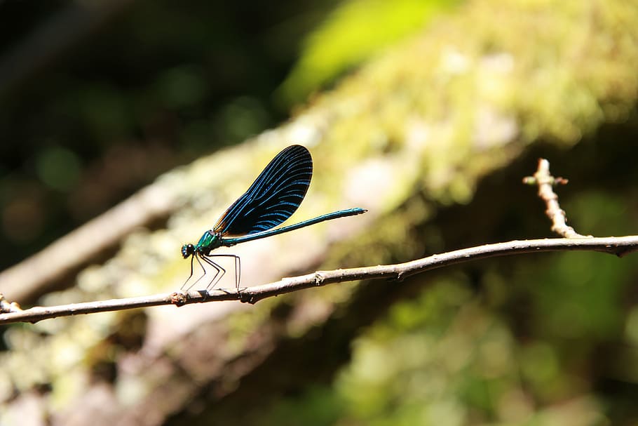 dragonfly, summer, wing, animal wildlife, one animal, animal themes HD wallpaper