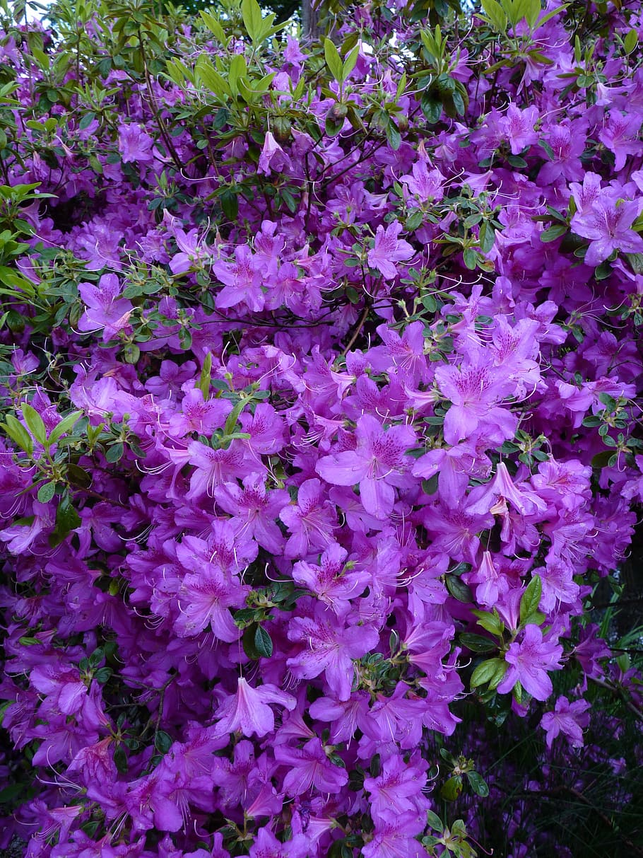 blue, blütenmeer, background, purple, flowers, bloom, summer HD wallpaper