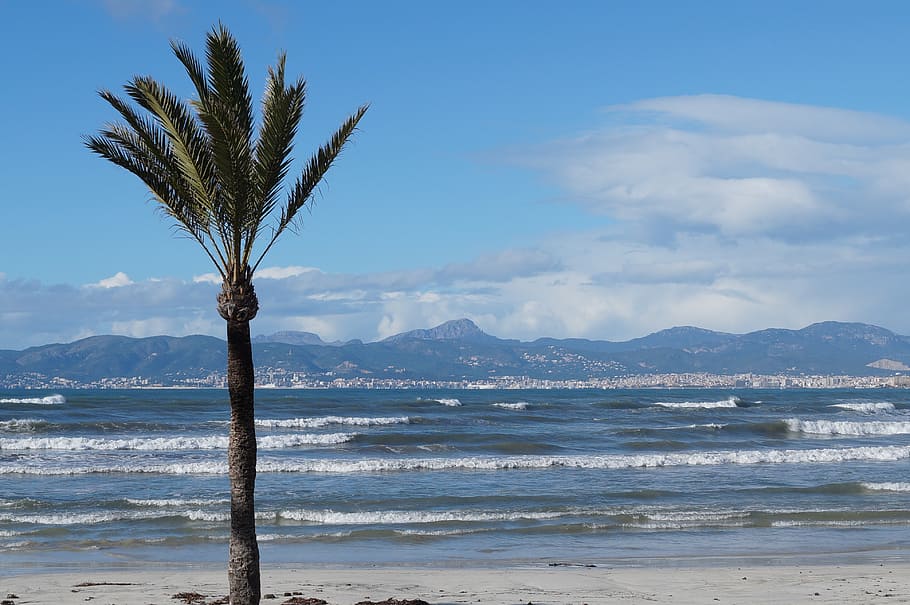 green palm tree near body of water at daytime, mallorca, winter HD wallpaper