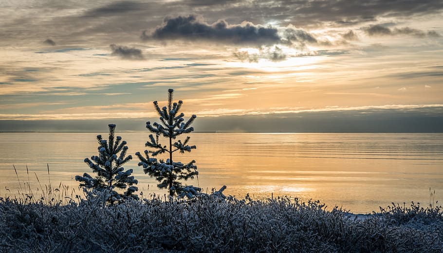 sunset, nature, landscape, pine, snow, water, bay, clouds, sky HD wallpaper
