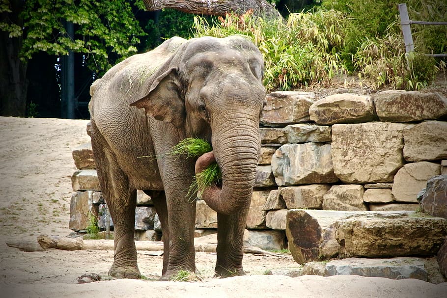 elephant, planckendael, zoo, animal themes, mammal, animal wildlife HD wallpaper