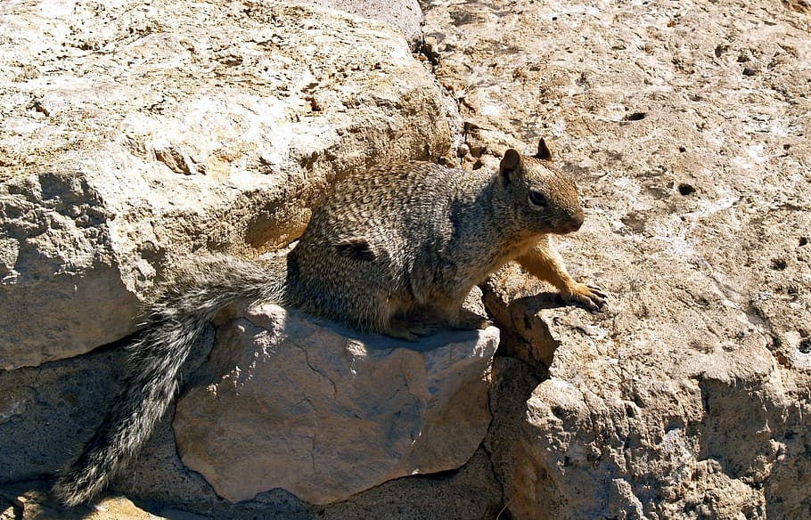 Gopher, Squirrel, Groundhog, Pretty, animal, nature, wildlife HD wallpaper