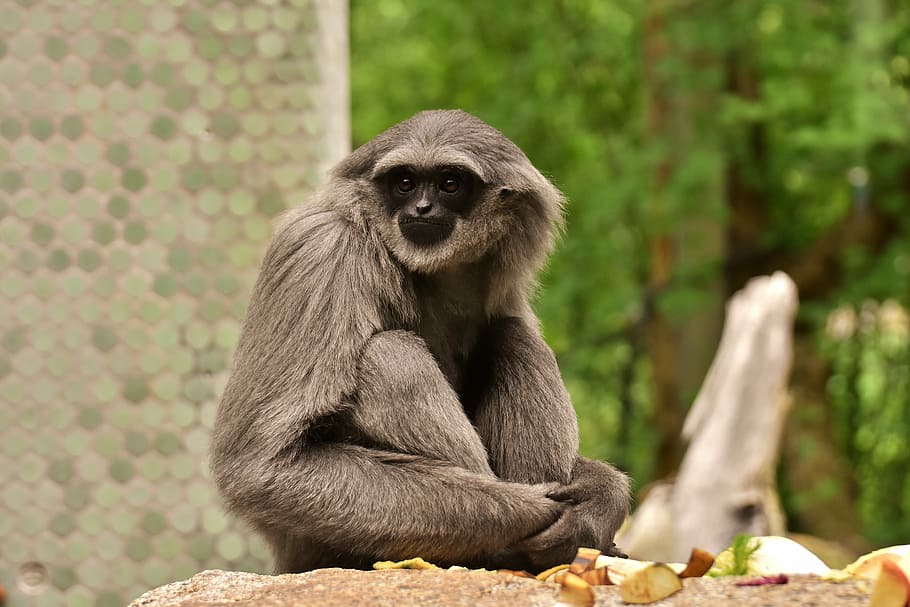 monkey sitting while holding its feet, silver gibbon, javan gibbon