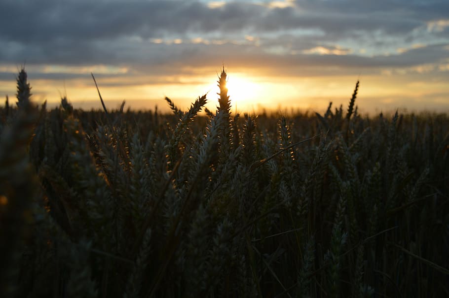 landscape, field, sky, grass, nature, hay, crop, wheat, cloud HD wallpaper