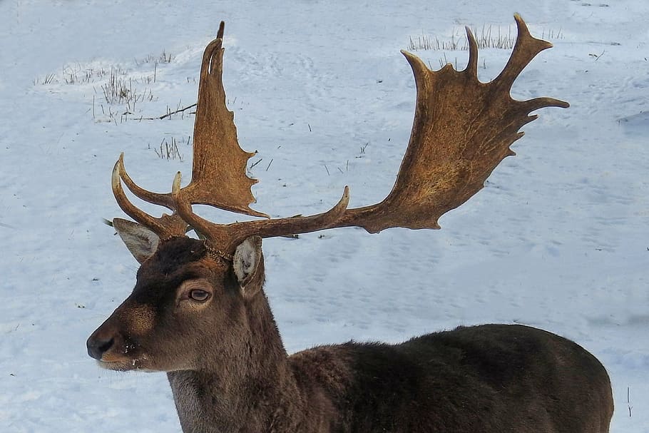 hirsch, antler, fallow deer, wild, nature, mammal, scheu, antler carrier HD wallpaper