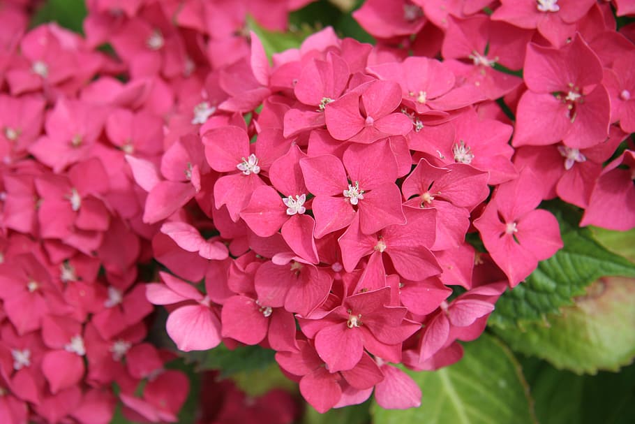 hydrangea, pink, flower, garden, garden plant, flowering plant HD wallpaper
