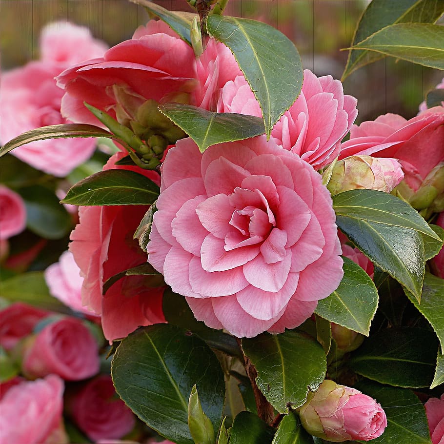 closeup photo of pink camellia flowers, spring, nature, plant HD wallpaper