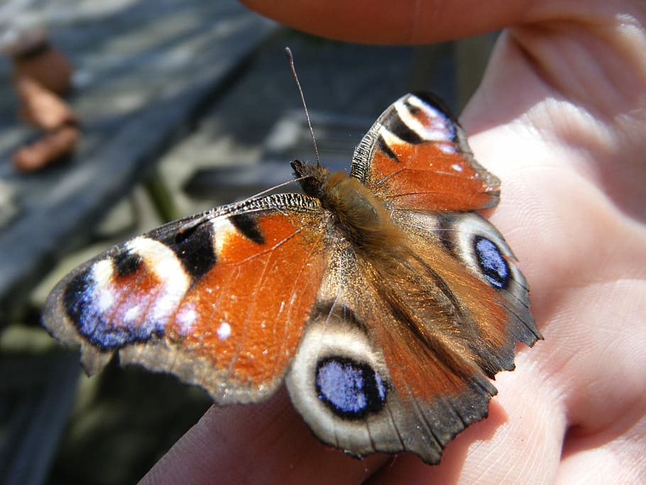 Butterfly, Nature, Insect, Wing, one animal, animal themes HD wallpaper