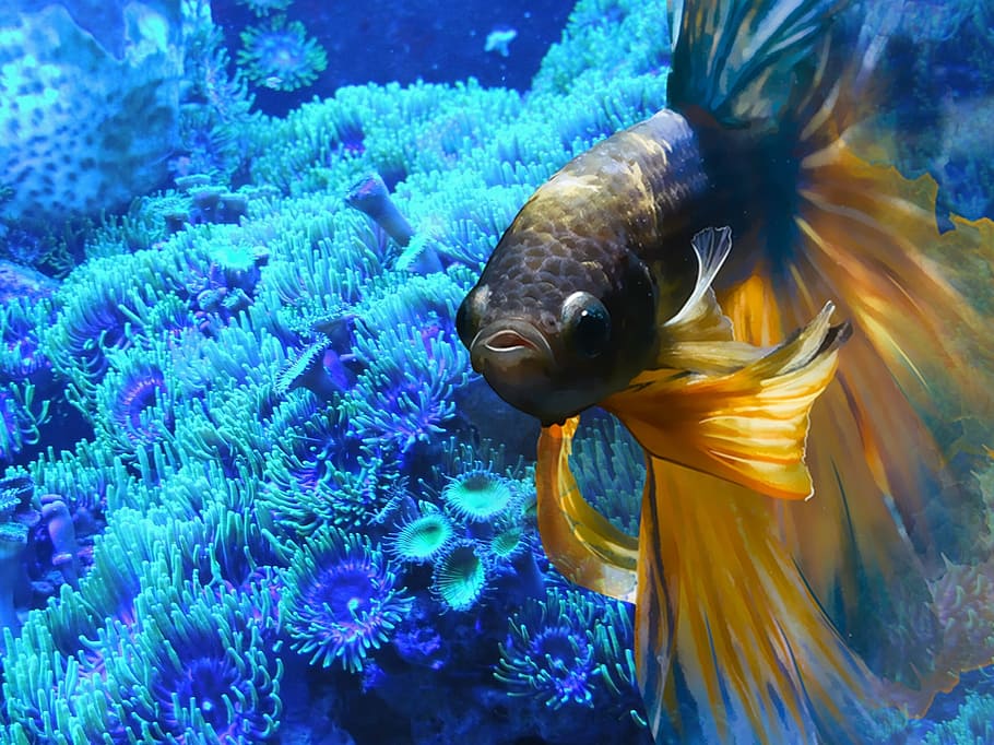yellow and black Beta fish, underwater, aquarium, swim, abstract, HD wallpaper