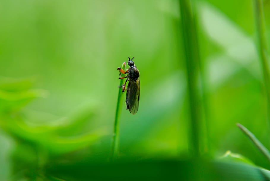 Grass, Worm, Mucha, Wings, Flying, insect, one animal, animal themes HD wallpaper
