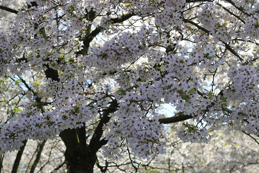 cherry, tree, blossom, spring, sakura, plant, fragility, springtime HD wallpaper