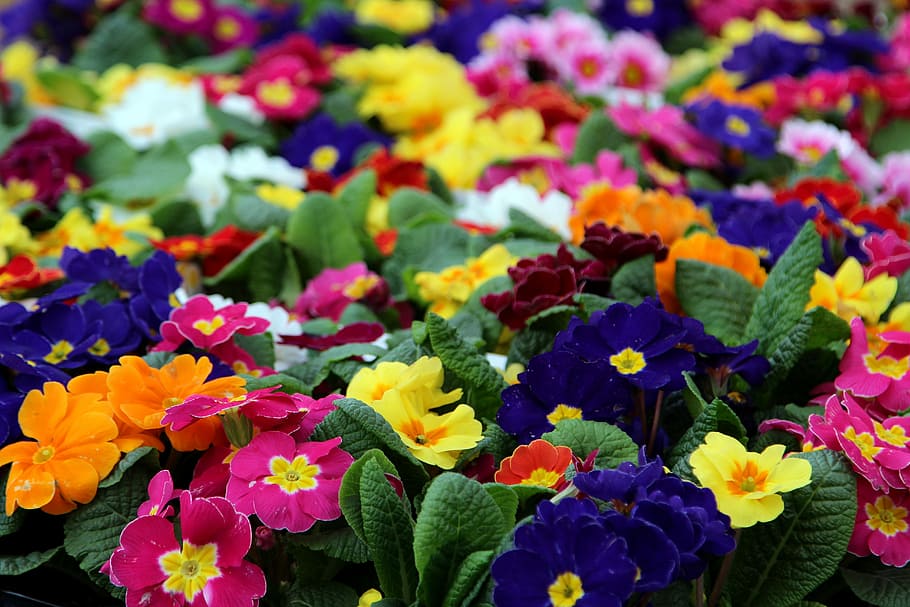 flower, nature, flora, garden, floral, primrose, blooming, flowering plant HD wallpaper