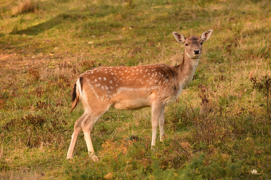 roe deer, damkuh, fallow deer, spotted, watch, curious, red deer HD wallpaper
