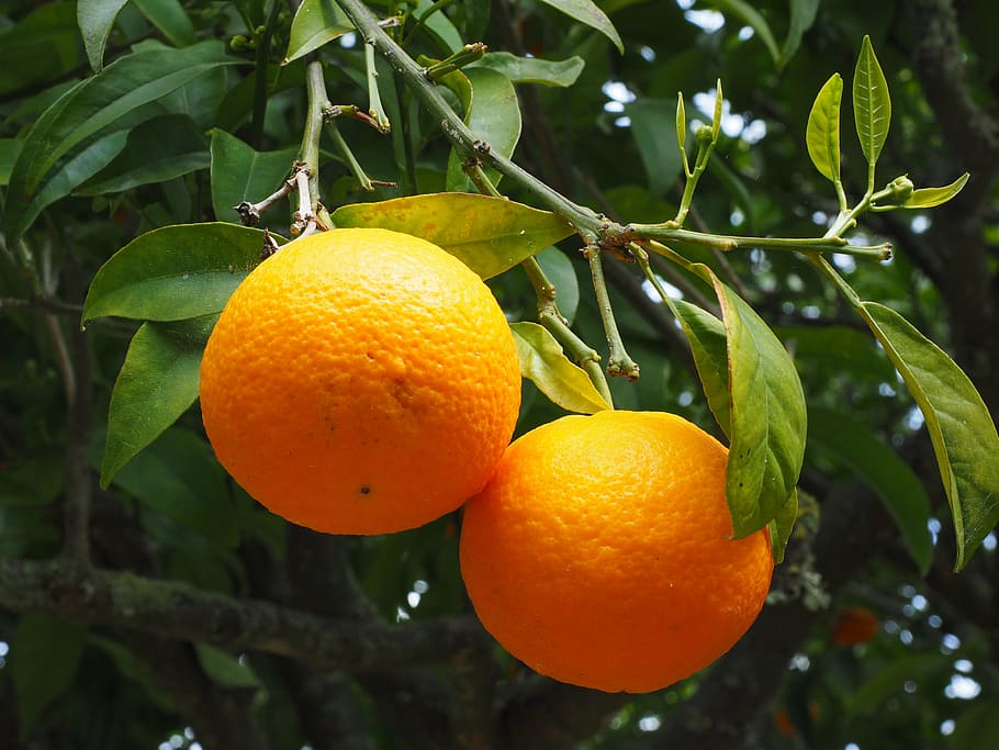 orange, fruit, orange tree, citrus fruit, periwinkle, diamond green HD wallpaper