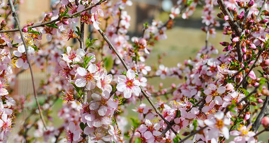 Sakura, Flower, Cherry, Spring, Blossom, blooming, branch, pink HD wallpaper