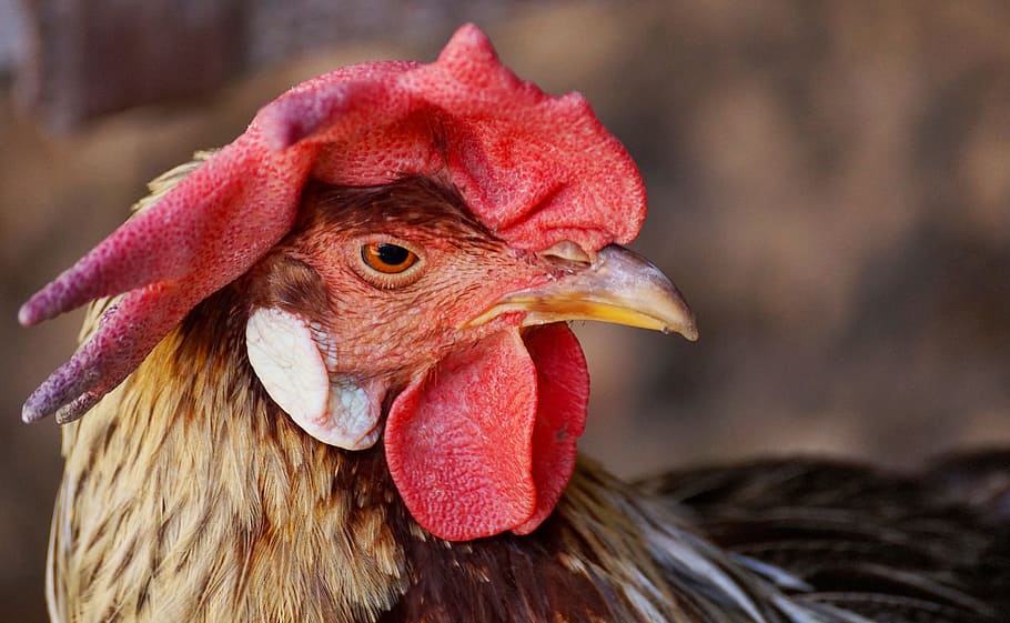 hahn, bird, pride, cockscomb, plumage, poultry, animal, feather HD wallpaper