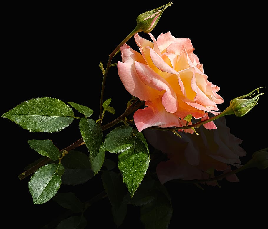 pink rose, flower, rosa, nature, leaf, plant, black background HD wallpaper