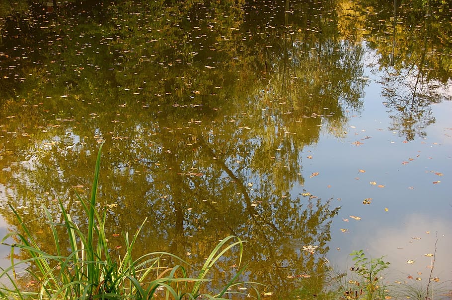 pond, pools, trueb, mirroring, reed, biotope, rest, nature HD wallpaper