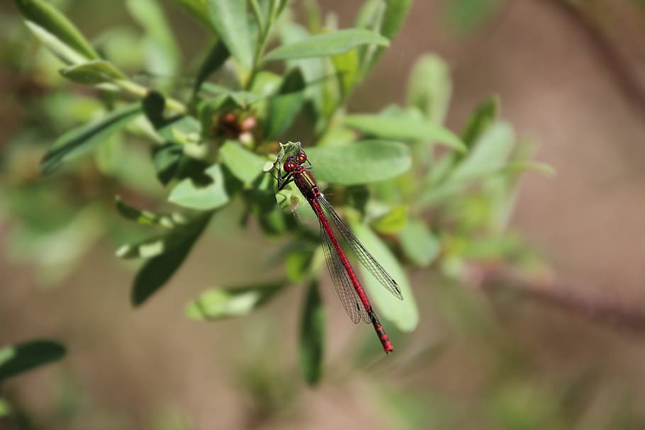 Bug, Fly, Red, Wing, Dragonfly, Nature, green, no people, green color HD wallpaper