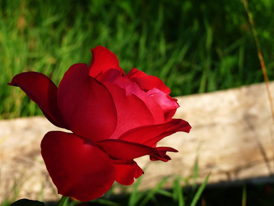 rose, flower, nature, macro, the petals, petal of a rose, rosa HD wallpaper