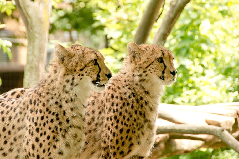 two cheetahs, africa, kenya, safari, nature, holiday, national park, HD wallpaper