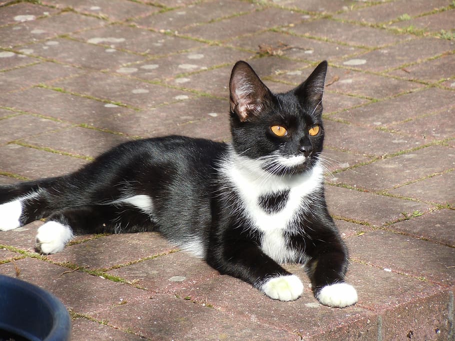 short-haired tuxedo cat lying on concrete pavement, sun, peaceful HD wallpaper
