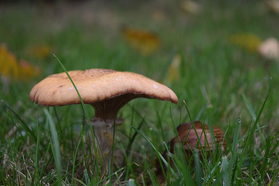 autumn, mushroom, meadow, fungus, plant, growth, vegetable HD wallpaper