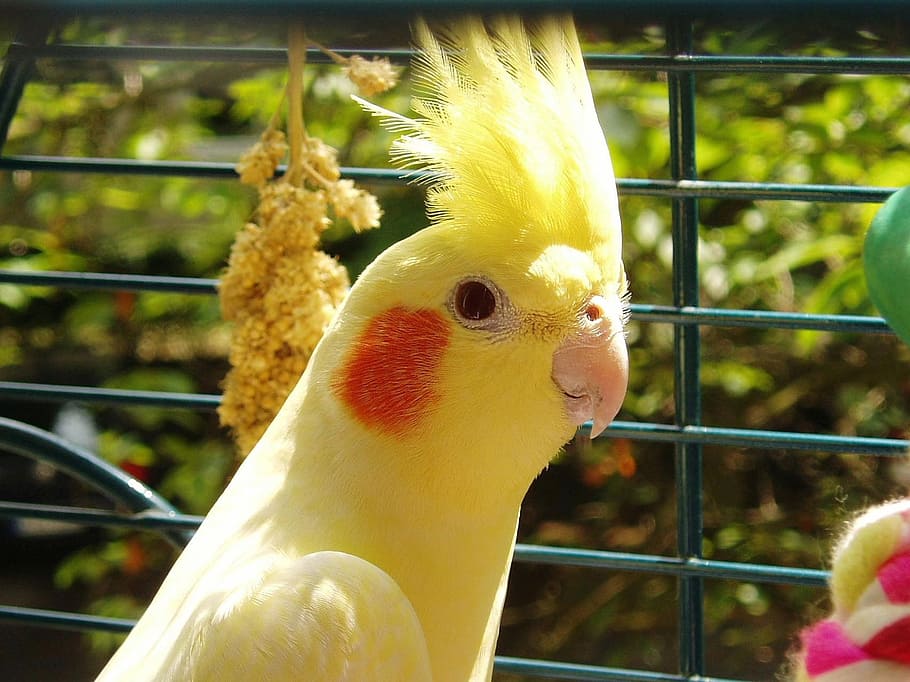 Cockatiel, Bird, Yellow, Parakeet, spring bonnet, animals, cage, HD wallpaper