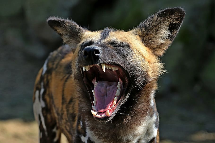 brown, black, and gray wildcat close-up photography, hyena, laughs
